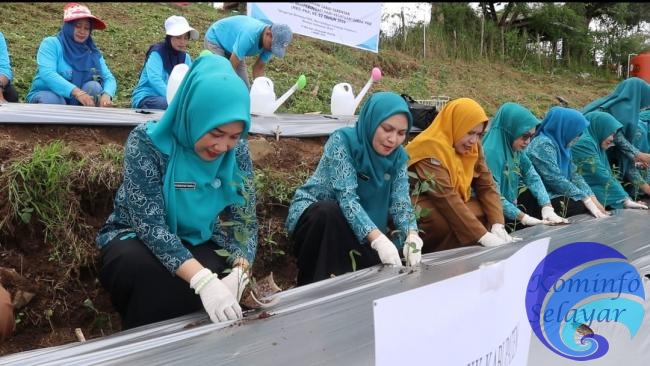 Gerakan Tanam Cabai, Cara TP PKK Kep. Selayar Perkuat Ketahanan Pangan Keluarga