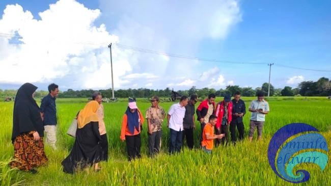 Dinas Pertanian Bergerak Cepat Atasi Hama Padi di Pasimasunggu Timur