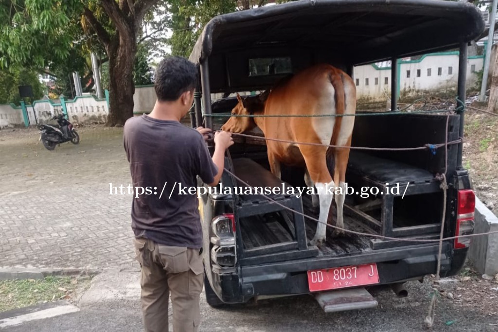 Satpol PP Selayar Laksanakan Penertiban Ternak yang Berkeliaran di Bontobangun